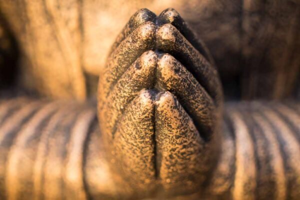 Crowned Buddha praying details hands